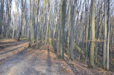 Dağlardaki Sonbahar Kayısı Ormanı. Peyzaj. Sonbaharın sonunda. Ormandaki talih kuşu karla kaplandı..