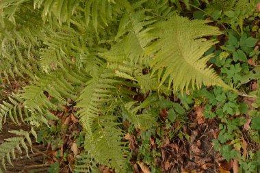 Ormanda büyük bir eğrelti otu çalısı yetişir. Erkek eğreltiotu (Dryopteris filix-mas) - eğreltiotu yaprağına spor ile yakın çekim