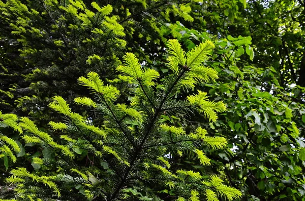 Spruce Branches Green Background Young Spruce Tree Bright Green Branches — Stock Photo, Image