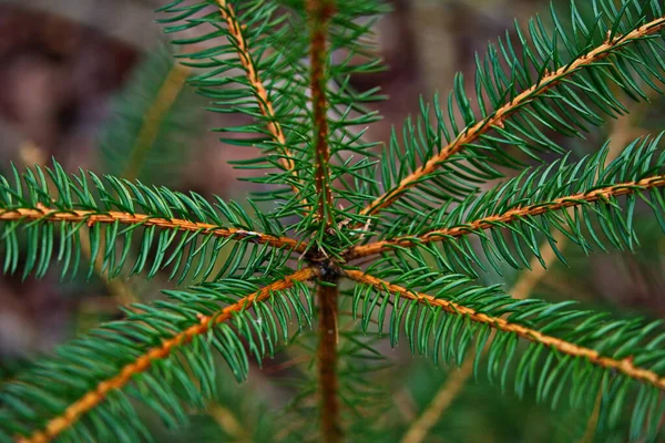 Rami Abete Rosso Sfondo Verde Giovane Abete Rosso Rami Verde — Foto Stock