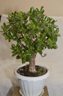 Crassula ovata (Yeşim Bitkisi, Para Fabrikası, Dostluk Ağacı) lezzetli bitkiler Bonsai stili kapatılıyor. Yeşim bitkisi (Crassula ovata) veya yeşil lealı para ağacı