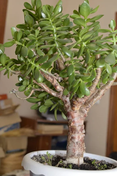 Crassula Ovata Jade Plant Money Plant Friendship Tree Succulent Plant — Stock Photo, Image