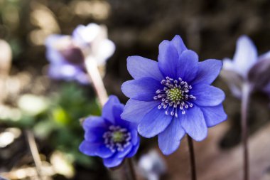 Ormanda çiçek açan güzel mavi sarılar (karaciğer yaprağı). Erken bahar çiçekleri. Mavi hepatika nobilis ve beyaz nemorosa çiçekli güzel çiçek arkaplanı