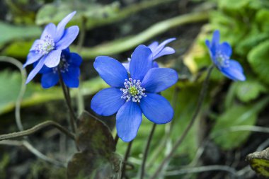 Ormanda çiçek açan güzel mavi sarılar (karaciğer yaprağı). Erken bahar çiçekleri. Mavi hepatika nobilis ve beyaz nemorosa çiçekli güzel çiçek arkaplanı