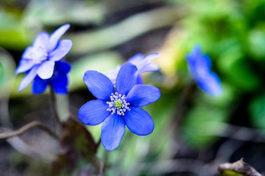 Ormanda çiçek açan güzel mavi sarılar (karaciğer yaprağı). Erken bahar çiçekleri. Mavi hepatika nobilis ve beyaz nemorosa çiçekli güzel çiçek arkaplanı