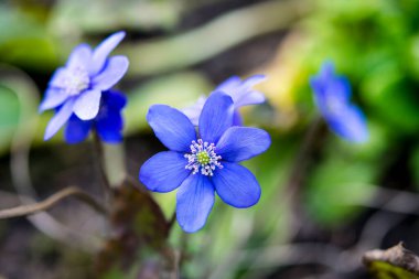 Ormanda çiçek açan güzel mavi sarılar (karaciğer yaprağı). Erken bahar çiçekleri. Mavi hepatika nobilis ve beyaz nemorosa çiçekli güzel çiçek arkaplanı