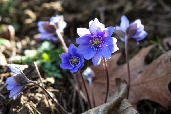 Ormanda çiçek açan güzel mavi sarılar (karaciğer yaprağı). Erken bahar çiçekleri. Mavi hepatika nobilis ve beyaz nemorosa çiçekli güzel çiçek arkaplanı