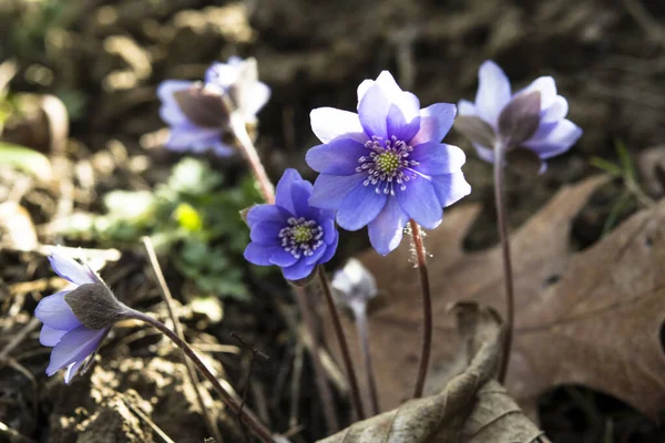 Ormanda çiçek açan güzel mavi sarılar (karaciğer yaprağı). Erken bahar çiçekleri. Mavi hepatika nobilis ve beyaz nemorosa çiçekli güzel çiçek arkaplanı