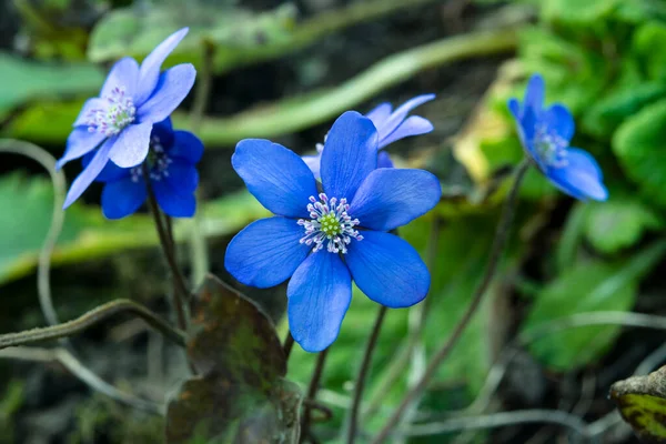Ormanda çiçek açan güzel mavi sarılar (karaciğer yaprağı). Erken bahar çiçekleri. Mavi hepatika nobilis ve beyaz nemorosa çiçekli güzel çiçek arkaplanı