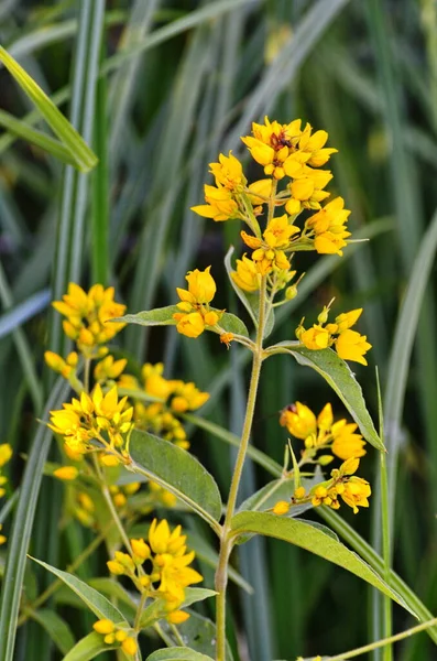Yellow Garden Loosestrife Lysimachia Vulgaris Flower Leaves — Stock Photo, Image