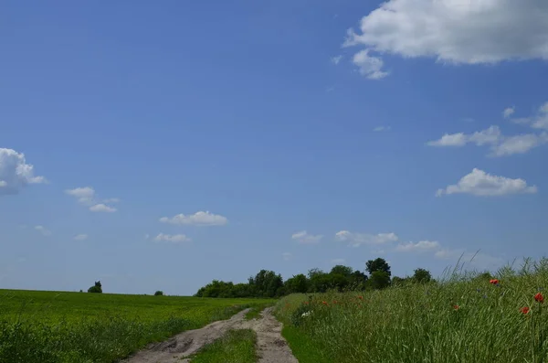 Летний Пейзаж Зеленой Травой Дорогами Облаками Сельские Дороги Закат Над — стоковое фото