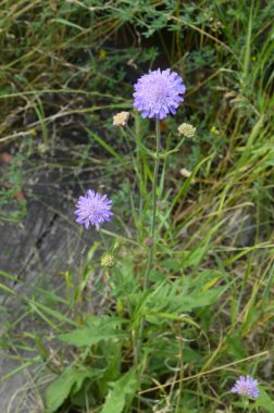 Güneşli çayırlarda güzel kurak kır çiçekleri. Çiçek ve şifalı ot topluyorum. Seçici odak.