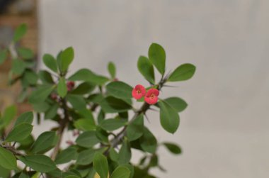 # Dikenli cüce tacı # # Öforbi milii imperata # # Arka planda öforbi milisi #.