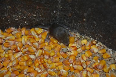 Four field mice eating corn grain on the farm.gray mice nibble on wheat grains. rodents spoil crops and carry diseases. clipart