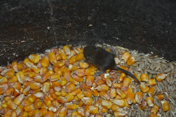 Four field mice eating corn grain on the farm.gray mice nibble on wheat grains. rodents spoil crops and carry diseases.