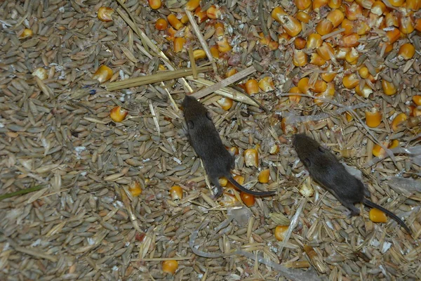 Four field mice eating corn grain on the farm.gray mice nibble on wheat grains. rodents spoil crops and carry diseases.