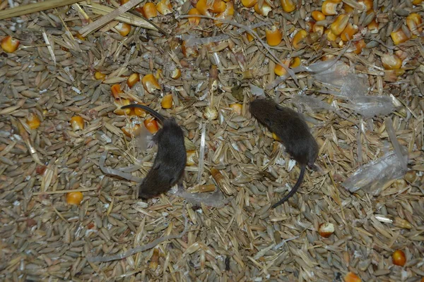 Four field mice eating corn grain on the farm.gray mice nibble on wheat grains. rodents spoil crops and carry diseases.