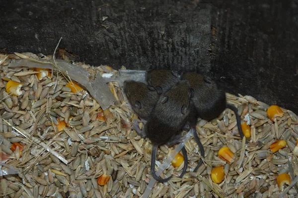Four field mice eating corn grain on the farm.gray mice nibble on wheat grains. rodents spoil crops and carry diseases.