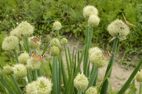食用植物 多年生の開花 緑のタマネギ ウェールズ 庭で成長 — ストック写真