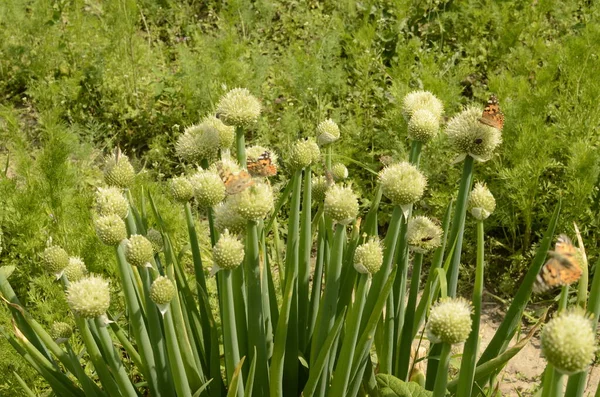 Planta Comestível Florescendo Perene Cebolas Verdes Galês Crescendo Jardim — Fotografia de Stock