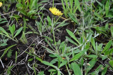İlaç bitkisi jastrebinka fibröz (Hieracium pilosella). Güneş tarafından aydınlatılmış parlak sarı çiçekler. Yapraklar güçlü bir şekilde yere yapışır..