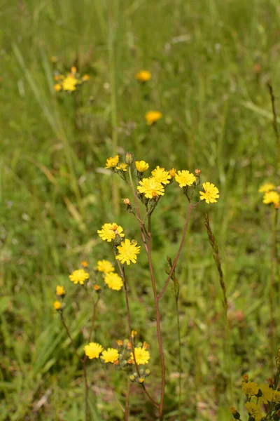 Roślina Lecznicza Jastrebinka Włóknista Hieracium Pilosella Jasne Żółte Kwiaty Oświetlone — Zdjęcie stockowe
