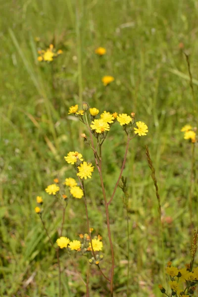 Ινώδες Φαρμακευτικό Φυτό Jastrebinka Hieracium Pilosella Λαμπερά Κίτρινα Λουλούδια Φωτισμένα — Φωτογραφία Αρχείου