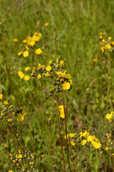 Лекарственное Растение Jastrebinka Fibrous Hieracium Pilosella Ярко Желтые Цветы Освещенные — стоковое фото