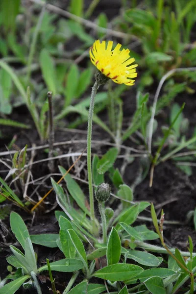 Medicinal Plant Jastrebinka Fibrous Hieracium Pilosella Bright Yellow Flowers Illuminated — Stock Photo, Image