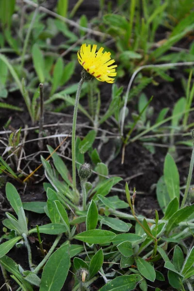 Léčivá Rostlina Jastrebinka Fibrous Hieracium Pilosella Jasně Žluté Květy Ozářené — Stock fotografie