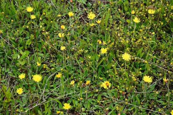 Gyógynövény Jastrebinka Rostos Hieracium Pilosella Élénk Sárga Virágok Melyeket Nap — Stock Fotó
