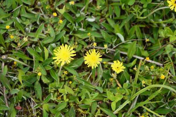 Medicinal Plant Jastrebinka Fibrous Hieracium Pilosella Bright Yellow Flowers Illuminated — Stock Photo, Image