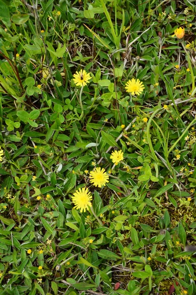 Medicinal Plant Jastrebinka Fibrous Hieracium Pilosella Bright Yellow Flowers Illuminated — Stock Photo, Image