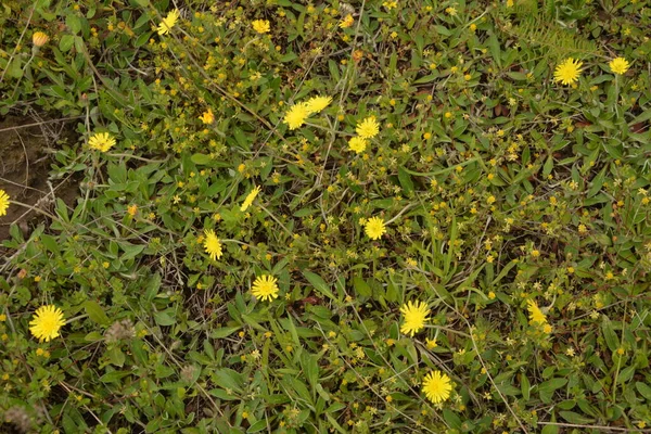 Roślina Lecznicza Jastrebinka Włóknista Hieracium Pilosella Jasne Żółte Kwiaty Oświetlone — Zdjęcie stockowe