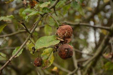 Çürük elmayı ağaçta küfle kapatın. Meyve ağacında çürük ayva elması, Monilinia laxa (Monilinia laxa) istilası, bitki hastalığı.
