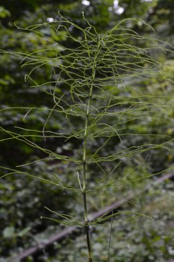 Ormanda yetişen Equisetum Sylvaticum 'a yakın at kuyruğu.