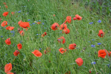 Yeşil çimlerde kırmızı haşhaş. Zafer Günü için mevsimlik bahar çiçekleri. Büyük kırmızı kutulu haşhaş çiçeği.