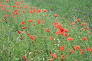 Yeşil çimlerde kırmızı haşhaş. Zafer Günü için mevsimlik bahar çiçekleri. Büyük kırmızı kutulu haşhaş çiçeği.