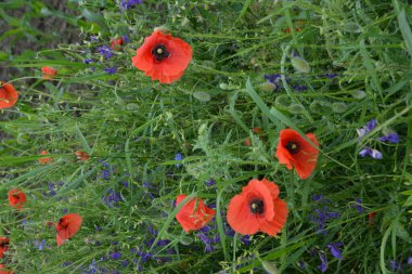 Yeşil çimlerde kırmızı haşhaş. Zafer Günü için mevsimlik bahar çiçekleri. Büyük kırmızı kutulu haşhaş çiçeği.