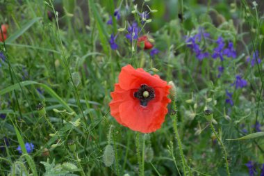 Yeşil çimlerde kırmızı haşhaş. Zafer Günü için mevsimlik bahar çiçekleri. Büyük kırmızı kutulu haşhaş çiçeği.