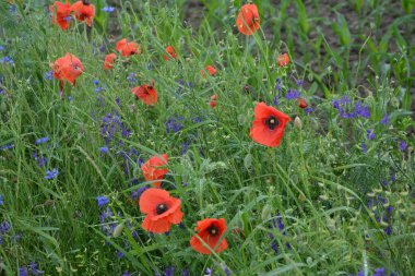 Yeşil çimlerde kırmızı haşhaş. Zafer Günü için mevsimlik bahar çiçekleri. Büyük kırmızı kutulu haşhaş çiçeği.