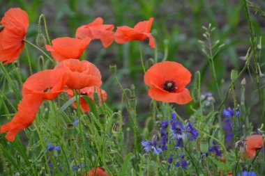 Yeşil çimlerde kırmızı haşhaş. Zafer Günü için mevsimlik bahar çiçekleri. Büyük kırmızı kutulu haşhaş çiçeği.