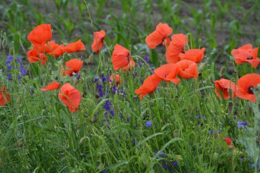 Yeşil çimlerde kırmızı haşhaş. Zafer Günü için mevsimlik bahar çiçekleri. Büyük kırmızı kutulu haşhaş çiçeği.