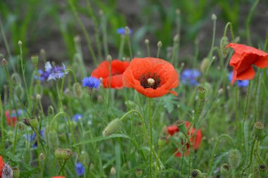 Yeşil çimlerde kırmızı haşhaş. Zafer Günü için mevsimlik bahar çiçekleri. Büyük kırmızı kutulu haşhaş çiçeği.