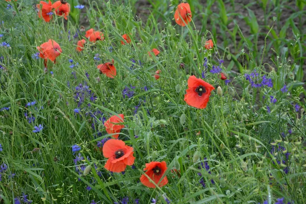 Yeşil çimlerde kırmızı haşhaş. Zafer Günü için mevsimlik bahar çiçekleri. Büyük kırmızı kutulu haşhaş çiçeği.
