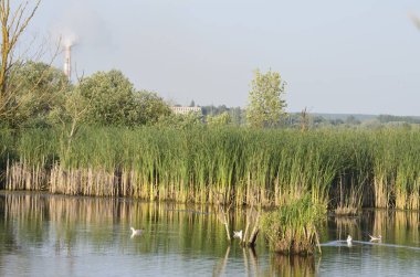 Sudaki eski iskelelerde oturan su kuşları. Geleneksel su kuşları yaşam alanları. Su kuşlarının yuva yaptığı yerler..