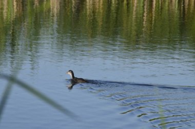 Sudaki eski iskelelerde oturan su kuşları. Geleneksel su kuşları yaşam alanları. Su kuşlarının yuva yaptığı yerler..
