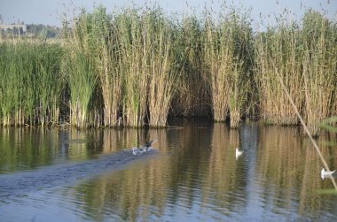 Sudaki eski iskelelerde oturan su kuşları. Geleneksel su kuşları yaşam alanları. Su kuşlarının yuva yaptığı yerler..