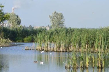 Sudaki eski iskelelerde oturan su kuşları. Geleneksel su kuşları yaşam alanları. Su kuşlarının yuva yaptığı yerler..