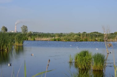 Sudaki eski iskelelerde oturan su kuşları. Geleneksel su kuşları yaşam alanları. Su kuşlarının yuva yaptığı yerler..